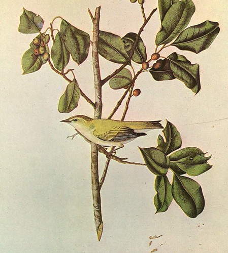 Tennessee warbler birds - tennessee, john